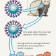 Image for article titled Nature goes ahead and publishes study explaining how to create deadly mutant bird flu